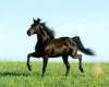 <b>Название: </b>Лошадь, <b>Добавил:<b> spree<br>Размеры: 150x113, 3.6 Кб